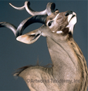 greater kudu